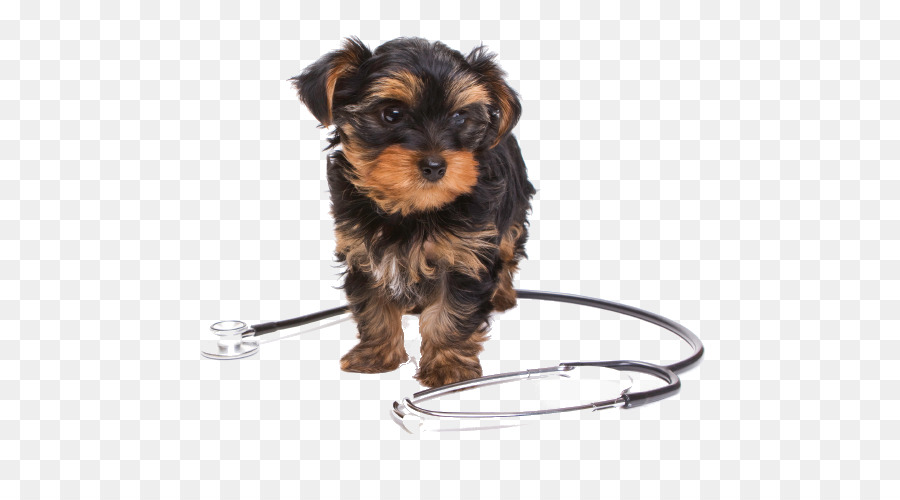 Yorkshire Terrier，Morkie PNG