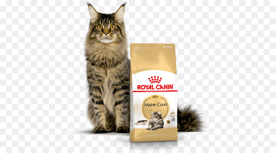 Maine Coon，Comida De Gato PNG