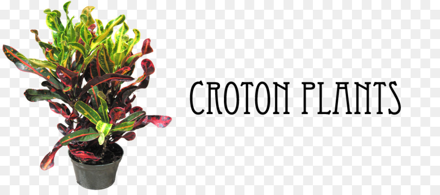 Jardim Croton，Planta De Casa PNG