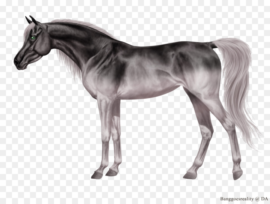 Cavalo，Equino PNG