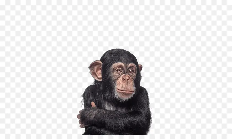 Chimpanzé，Primata PNG