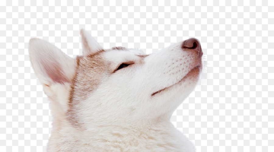 Husky，Cachorro PNG