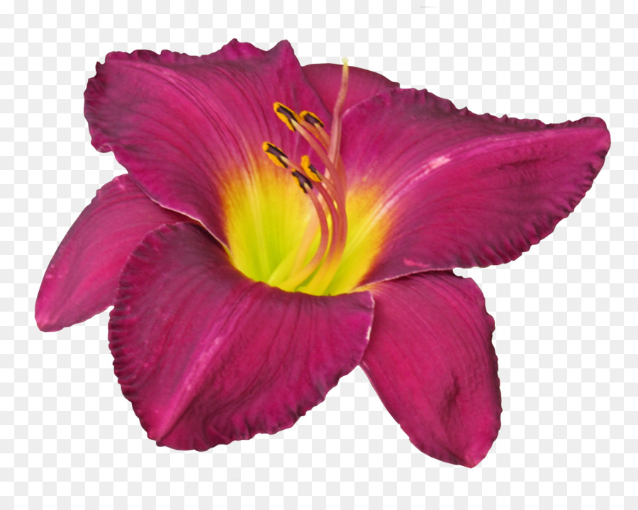 Flor，Hibisco PNG