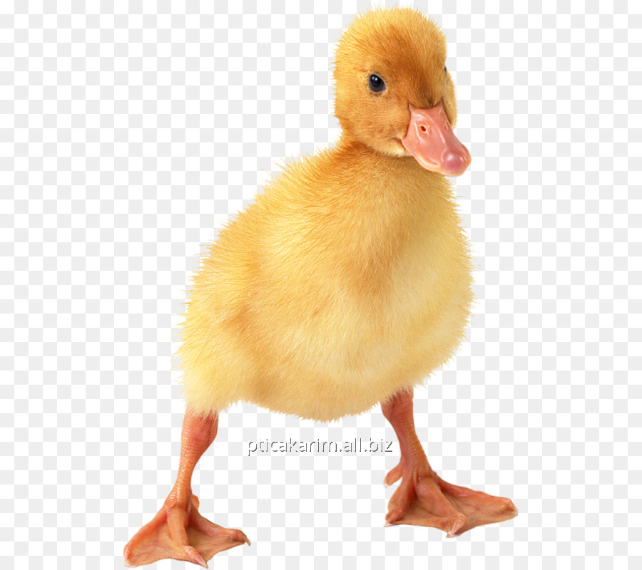 Patinho，Amarelo PNG