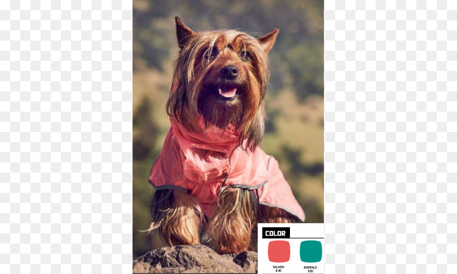 Australian Terrier，Australiano Silky Terrier PNG