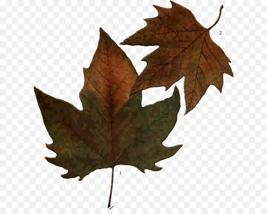 Maple Leaf，Folha PNG