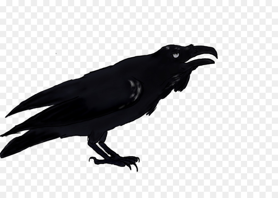 Corvo Negro，Bico PNG