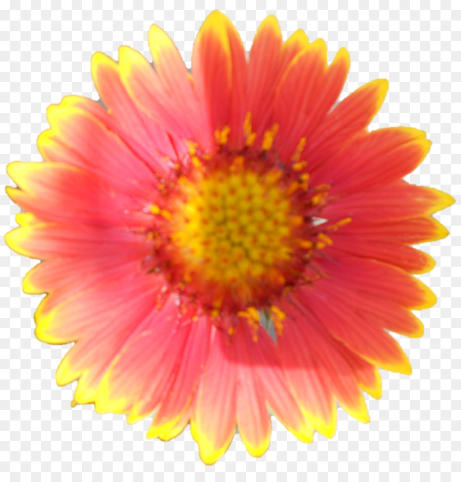 Flor，Florescer PNG