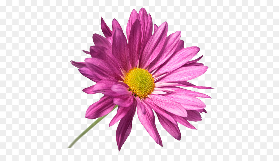 Flor Rosa，Florescer PNG