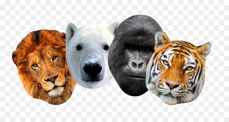 Animais，Leão PNG