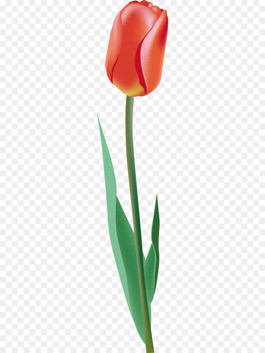 Tulipa Vermelha，Tronco PNG