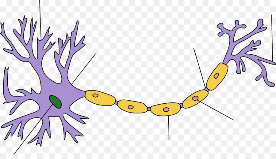 Neurônio，Sistema Nervoso PNG