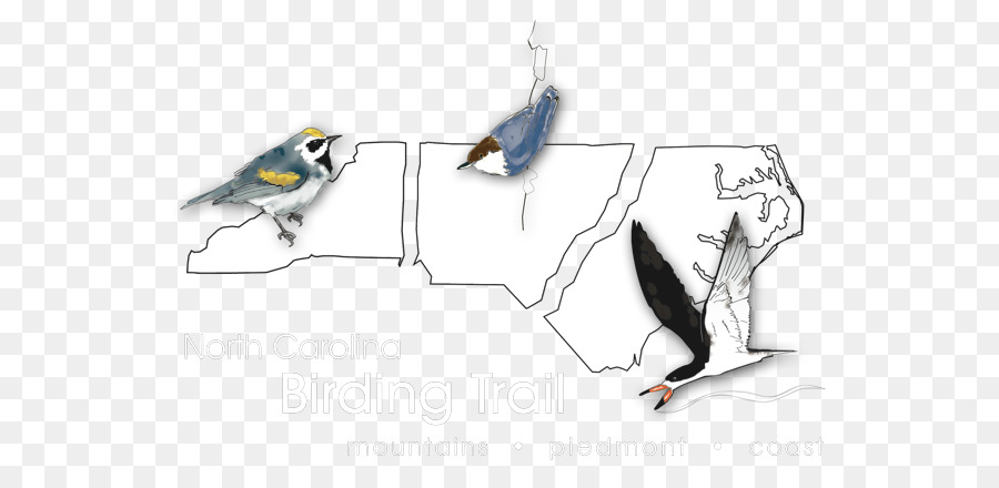 Pássaro，Carolina Do Norte PNG