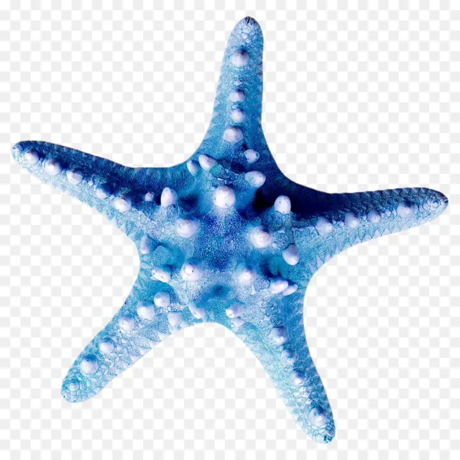 Estrela Do Mar，Seashell PNG