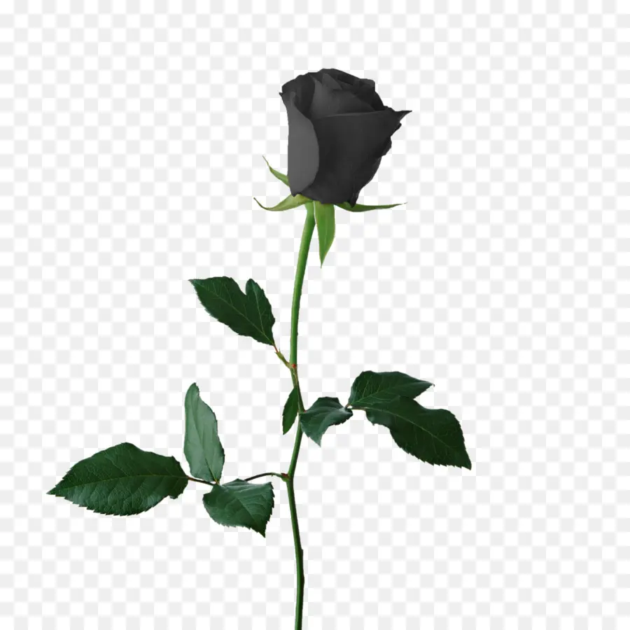 Rosa，Black Rose PNG