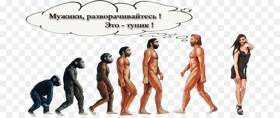 Evolução，Humano PNG