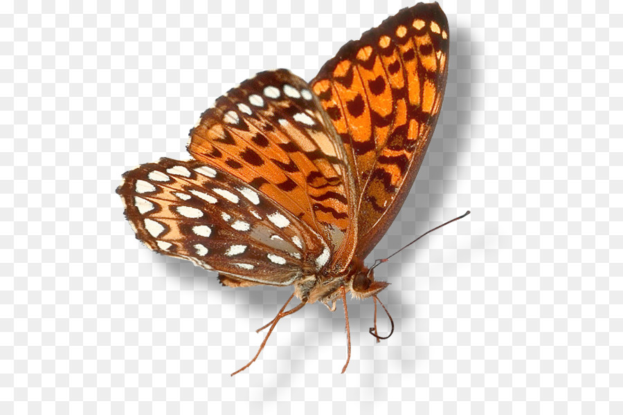 Borboleta Monarca，Brushfooted Borboletas PNG