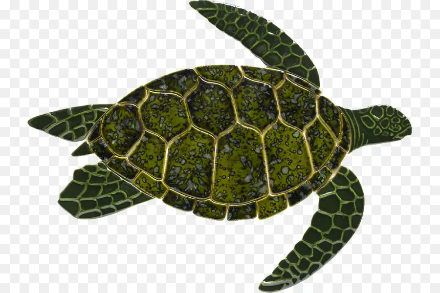 Turtle，Tartaruga Marinha PNG