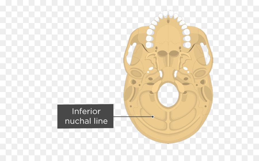 Stylomastoid Foramen，Anatomia PNG