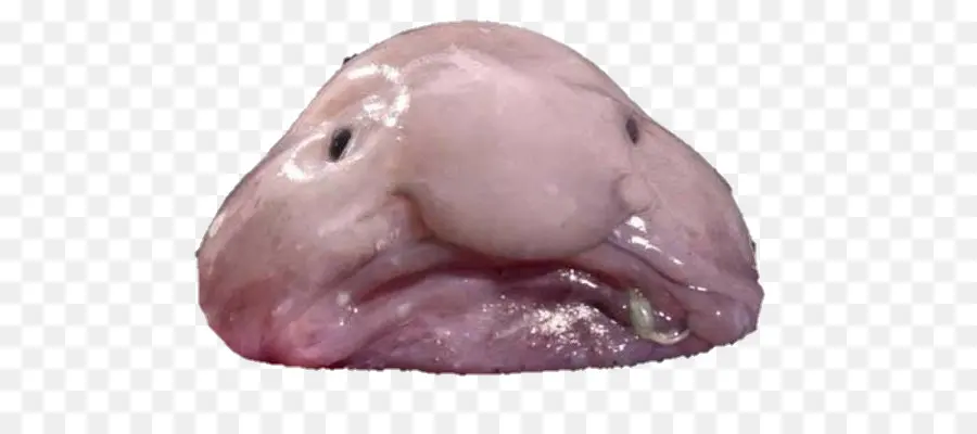 Blobfish，Animal PNG