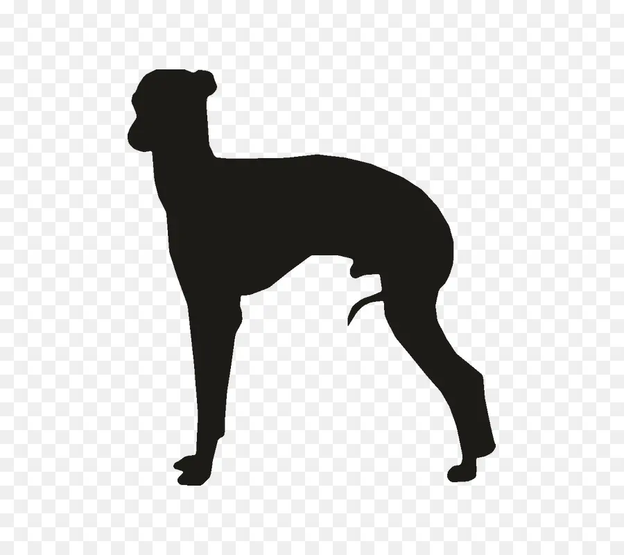 Whippet，Greyhound PNG