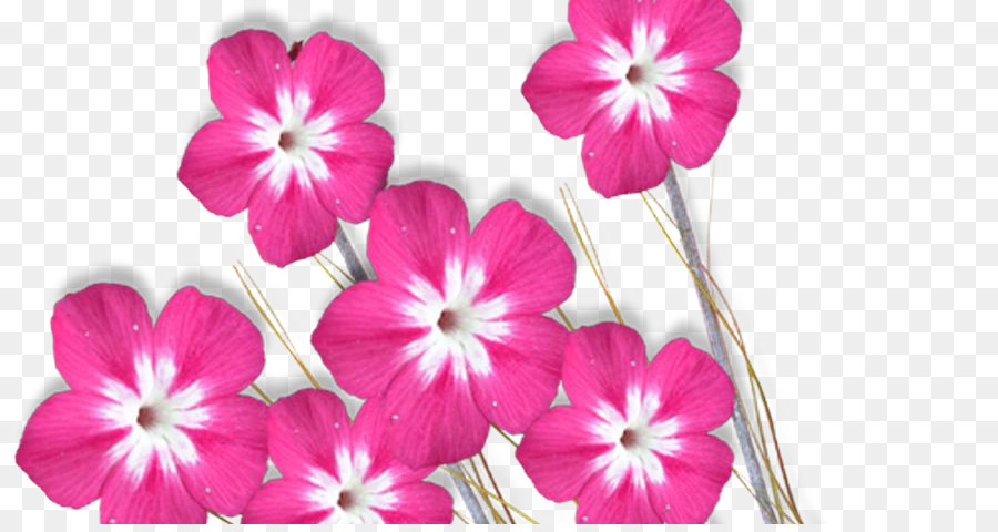 Flores，Florescer PNG