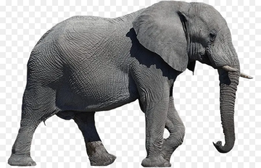 Elefante Africano，Elefantes PNG