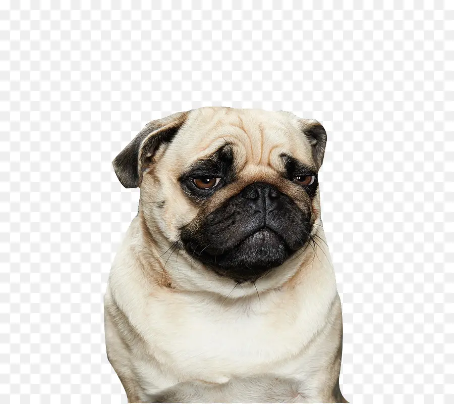 Pug，Cachorro PNG