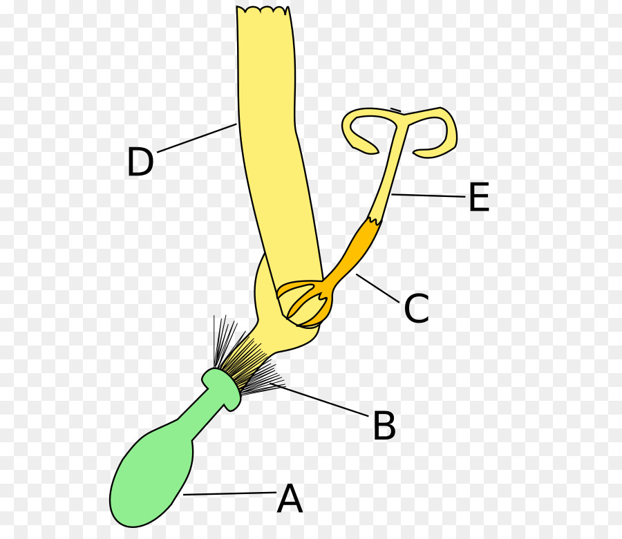 Comum De Girassol，Daisy Família PNG