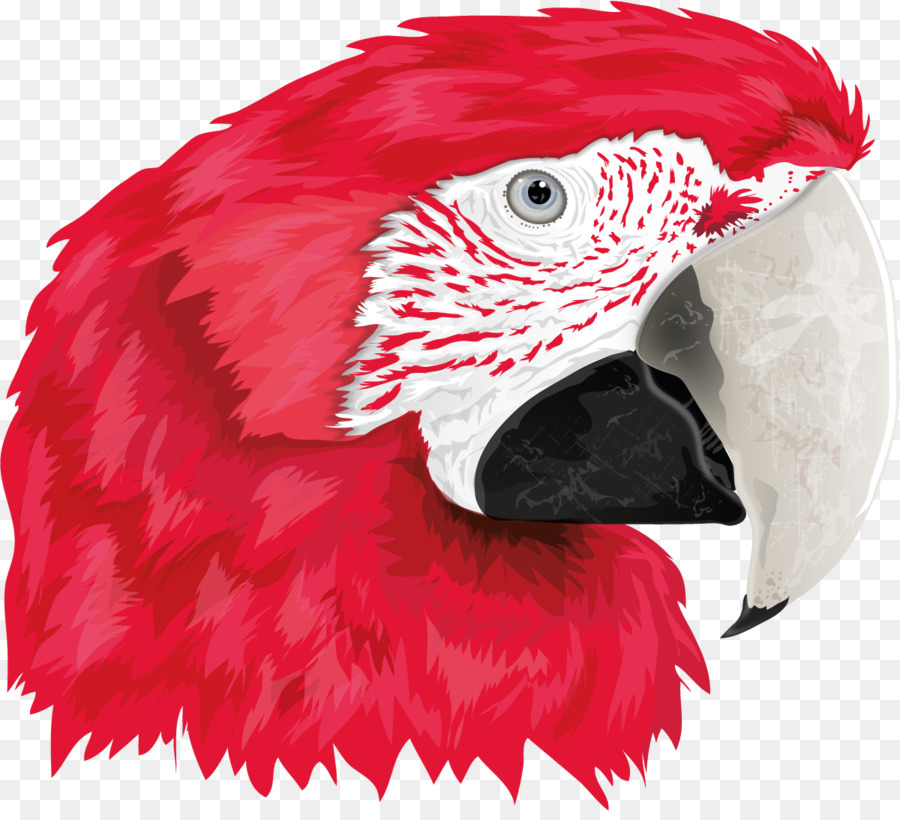 Arara，Bico PNG