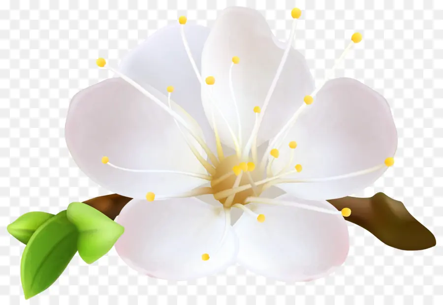 Blossom，Flor PNG