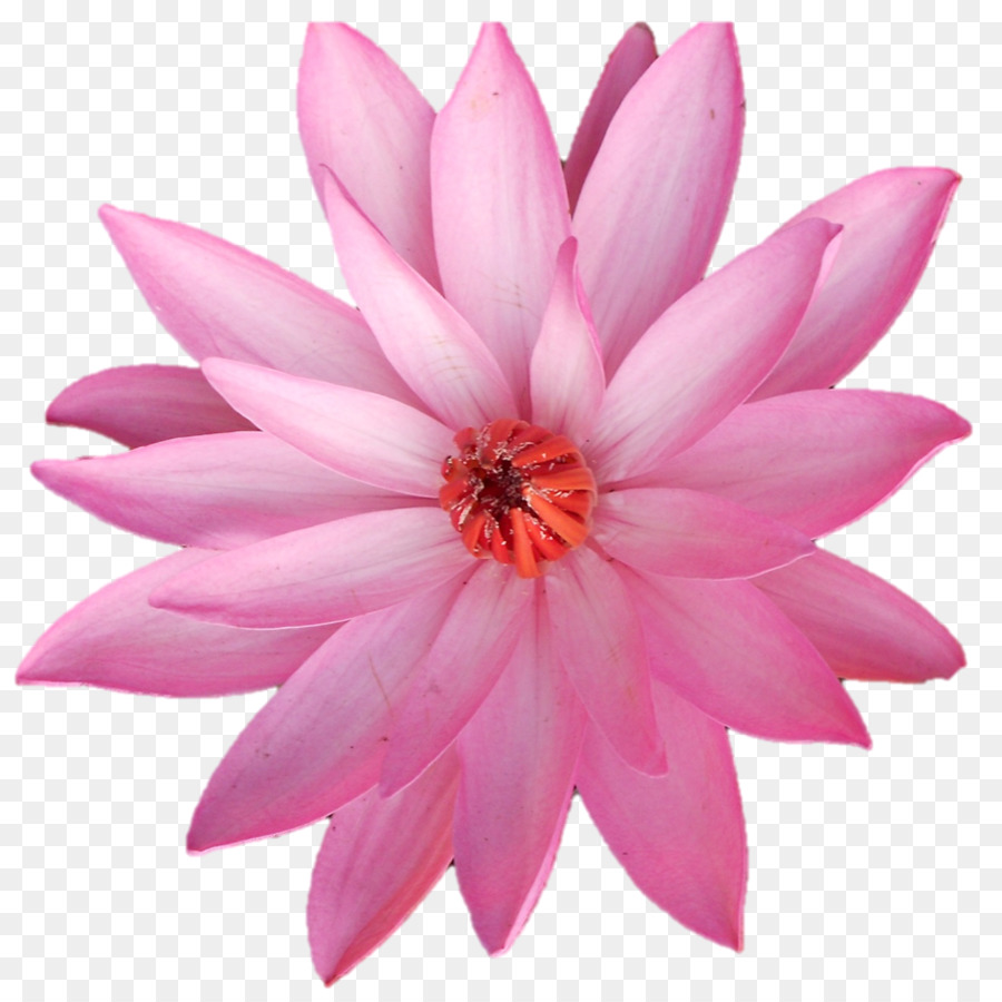 Flor Rosa，Florescer PNG