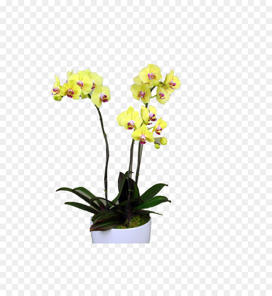 Planta Orquídea，Flor PNG