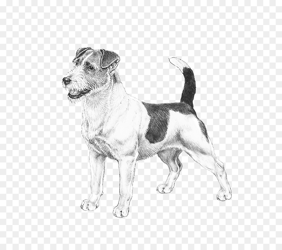 Raça Do Cão，Jack Russell Terrier PNG