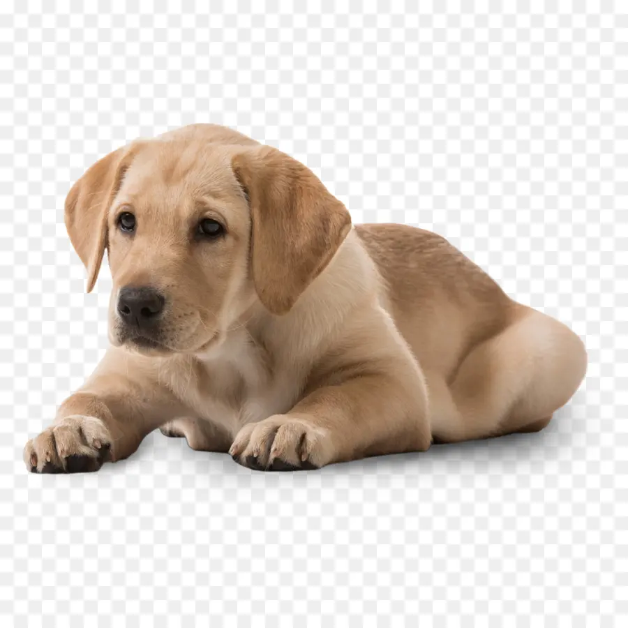 Labrador Retriever，Filhote De Cachorro PNG