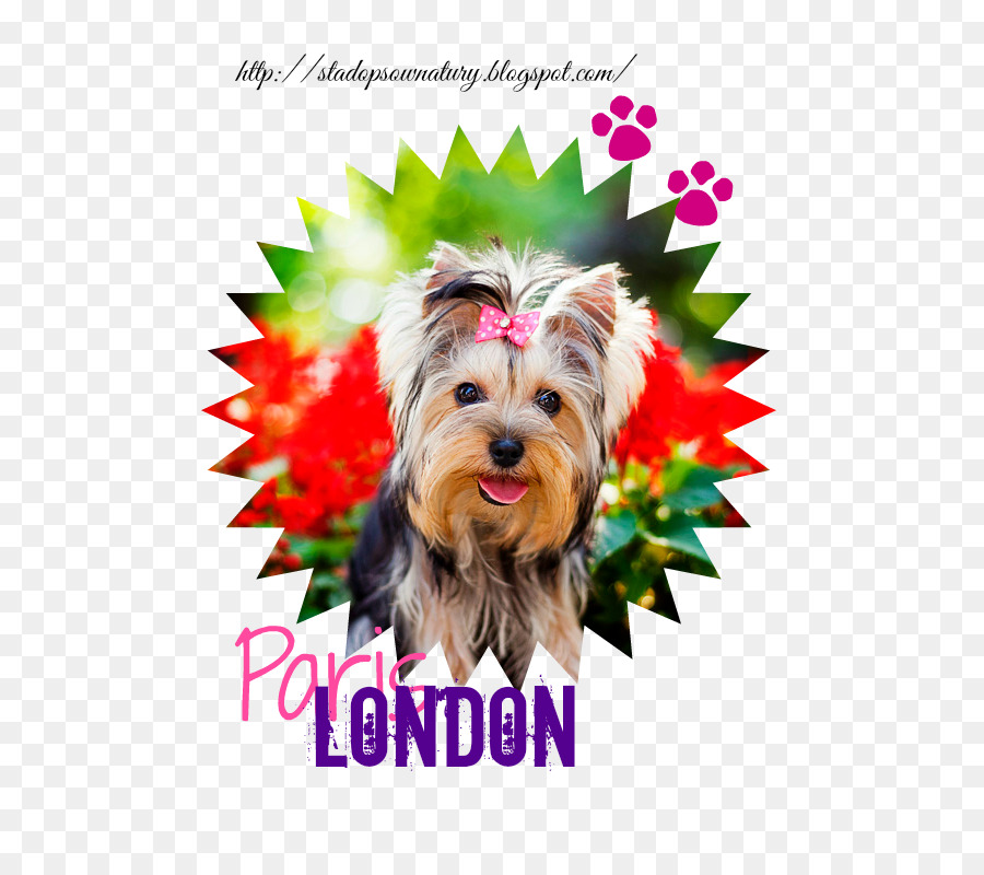 Yorkshire Terrier，Filhote De Cachorro PNG