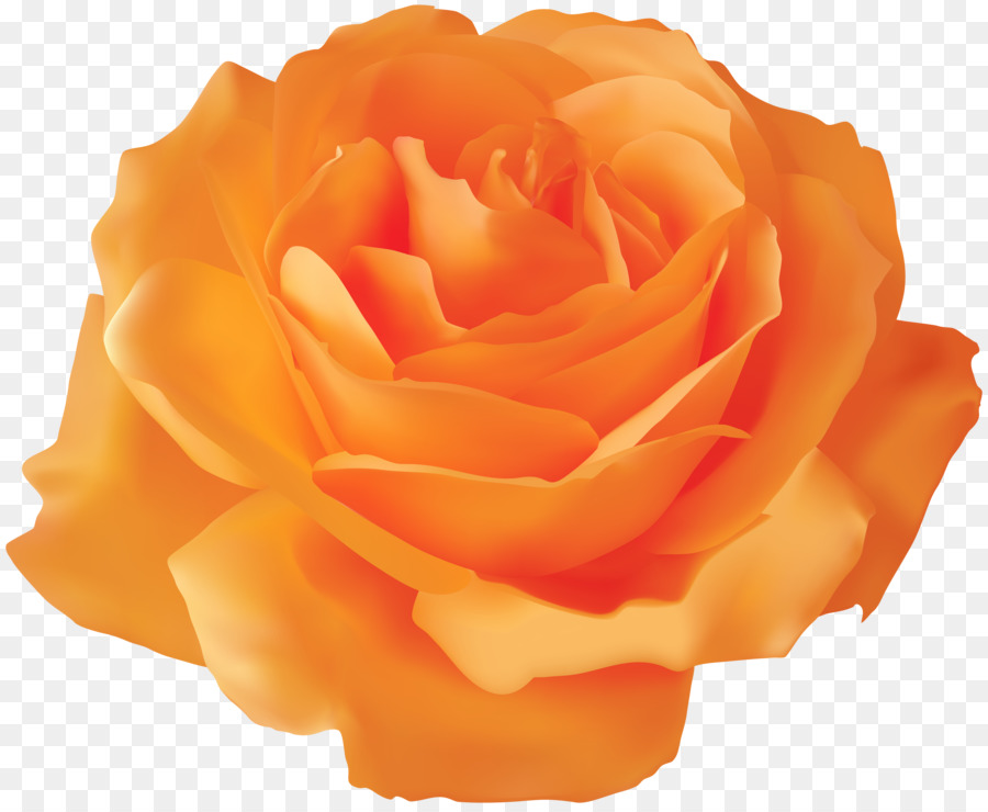 Rosa Pêssego，Florescer PNG