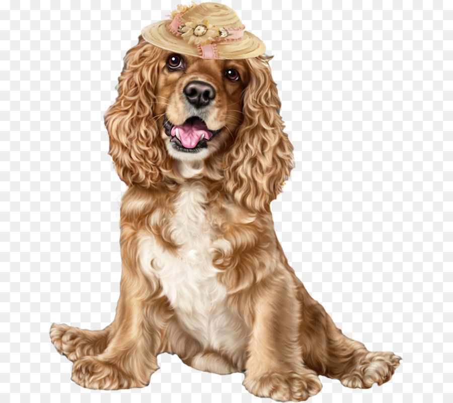 Cocker Spaniel Inglês，American Cocker Spaniel PNG