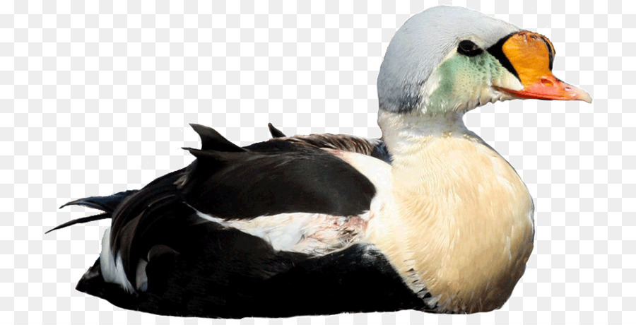 Pato，Pássaro PNG