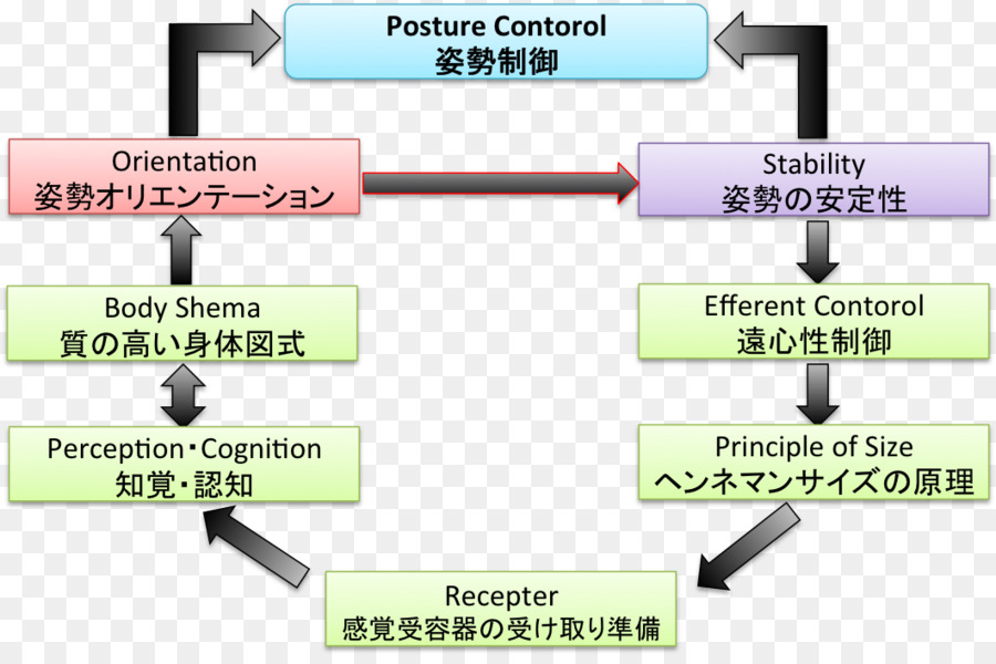 A Postura，Controle De Atitude PNG