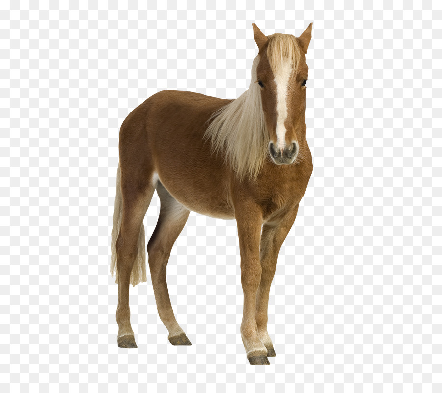 Potro，Cavalo PNG