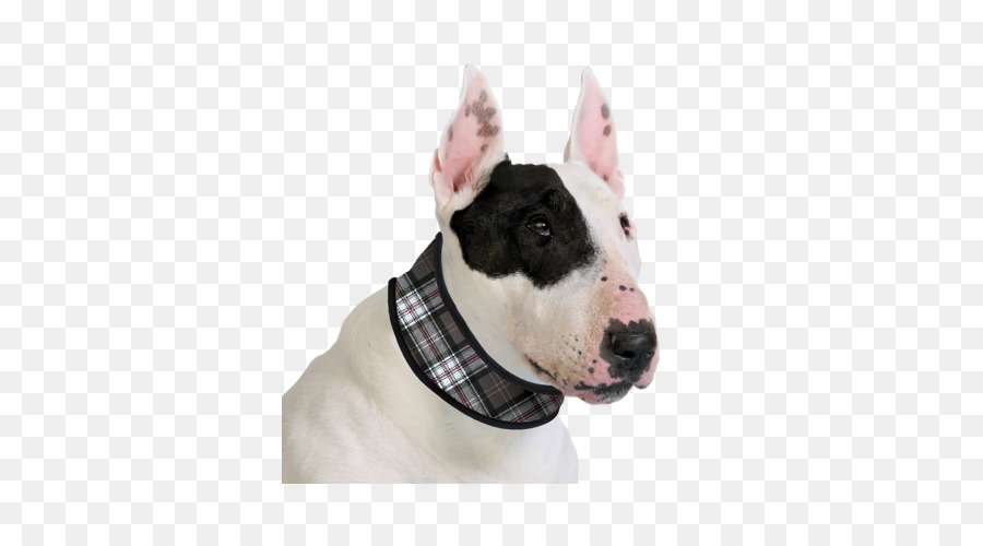 Cachorro，Colar PNG