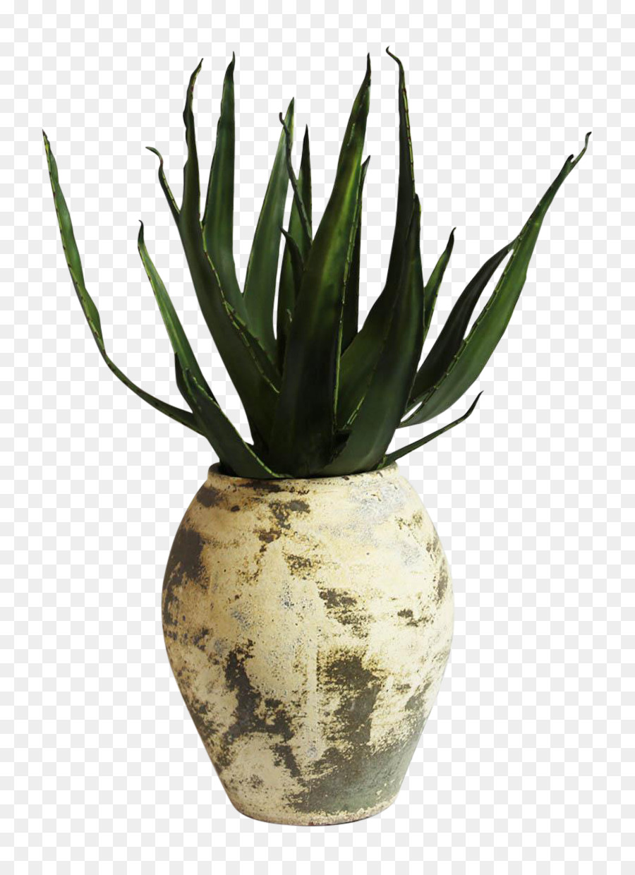 Agave Azul，Flowerpot PNG