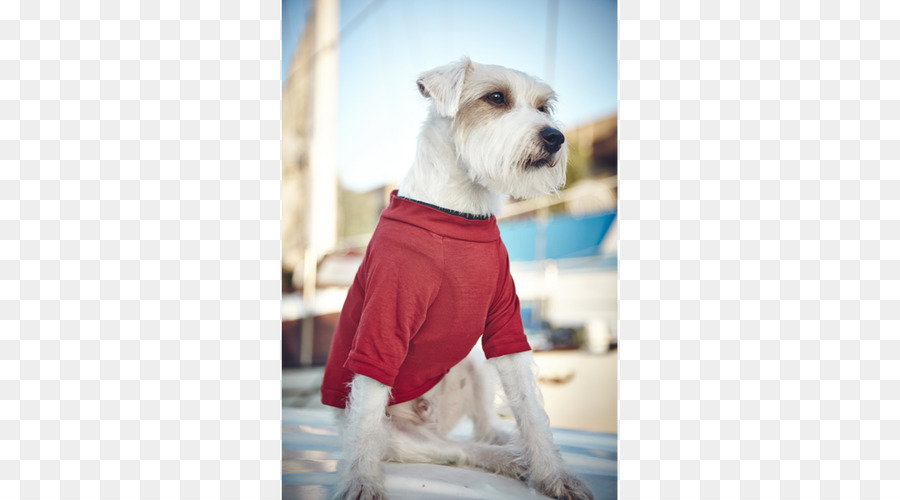 Cachorro Com Suéter Vermelho，Bicho De Estimação PNG