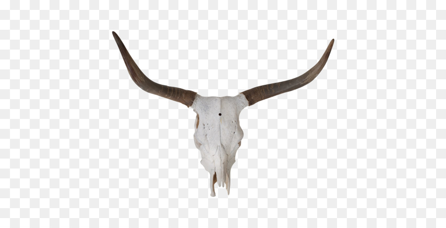 Texas Longhorn，Inglês Longhorn PNG