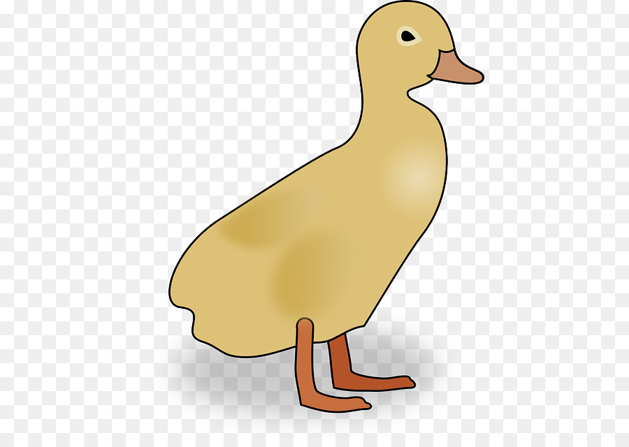 Pato，Pato Real PNG