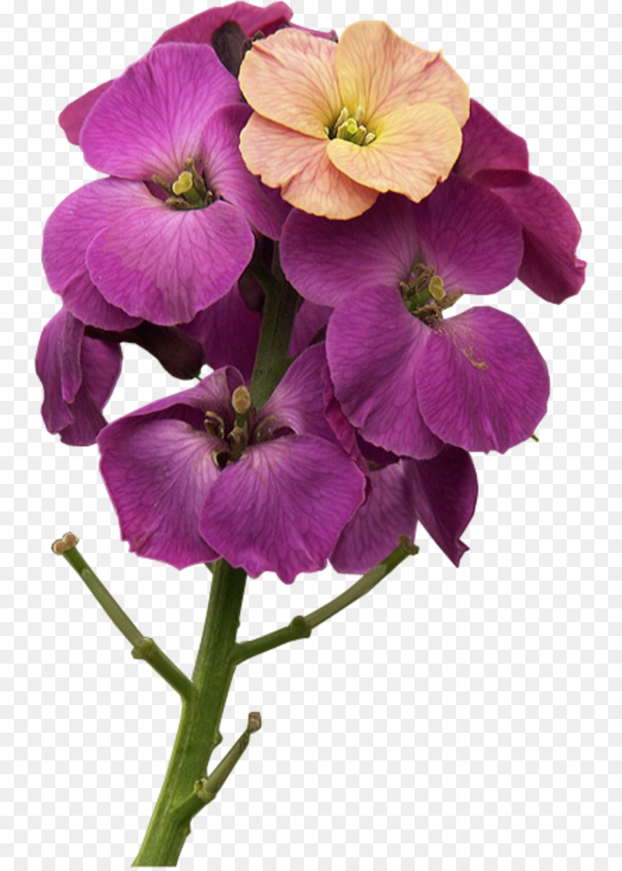 Violeta，Planta Anual PNG