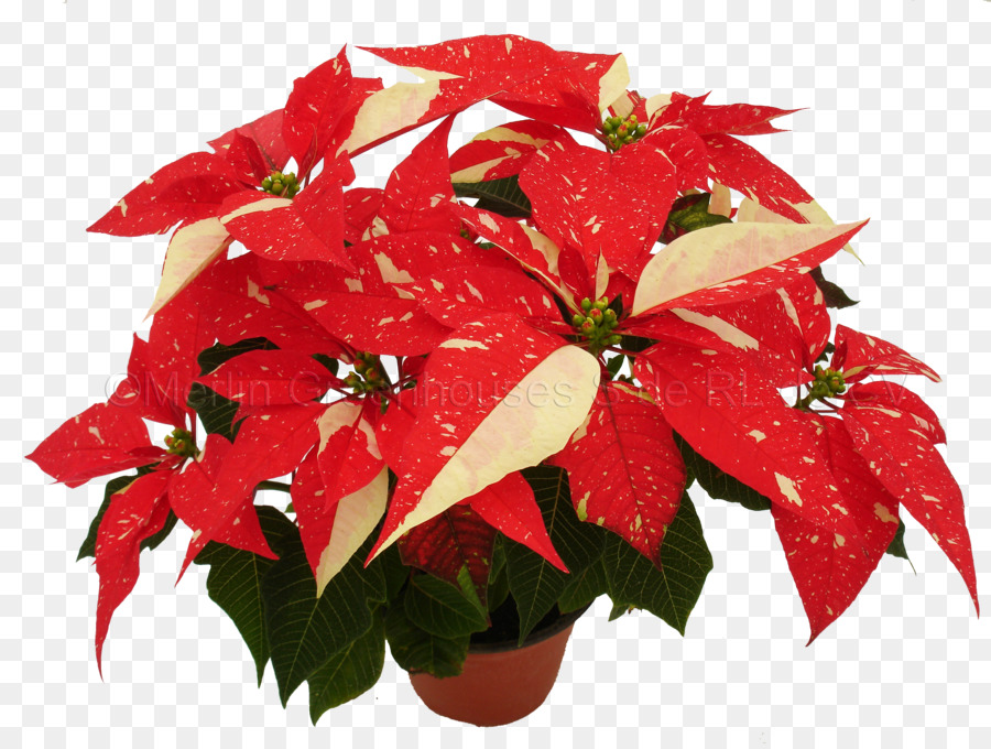 Poinsettia，Vermelho PNG