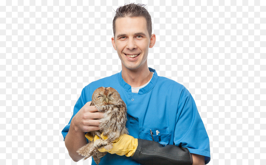 Veterinário，Coruja PNG