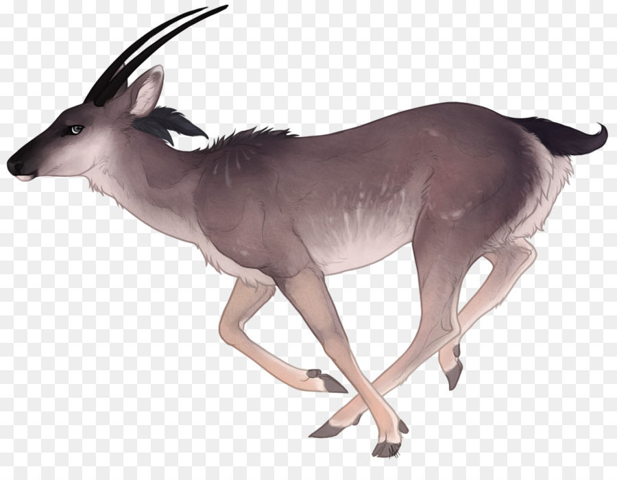 Deer，Gemsbok PNG